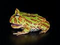001 - Fantasy Frog